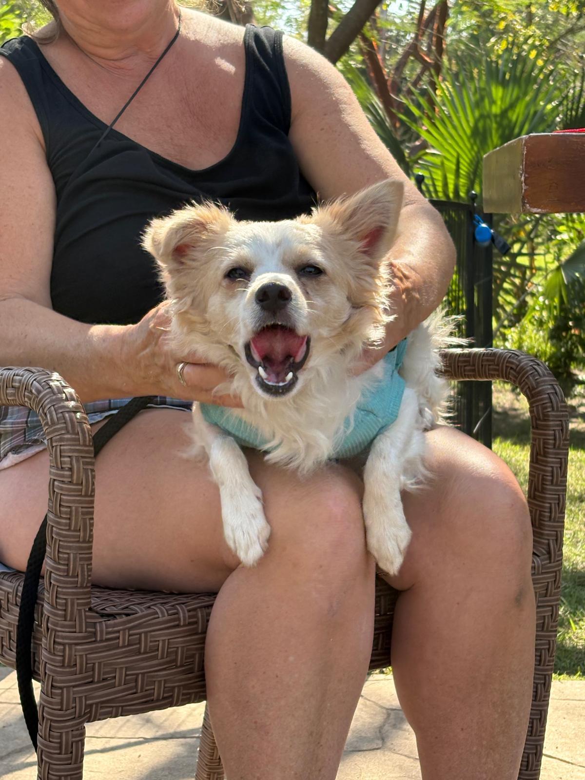 Enlarge Manchas, an adopted Mixed Breed in Victoria, BC image 6/6