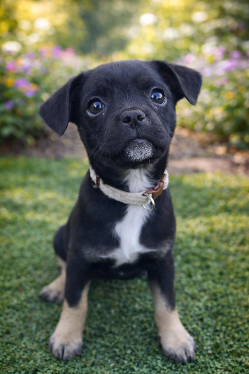 Willow, adopted, Puppy Female French Bulldog.