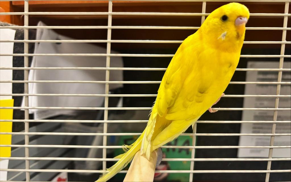 6, ADOPTABLE, Adult Unknown Parakeet (Other).