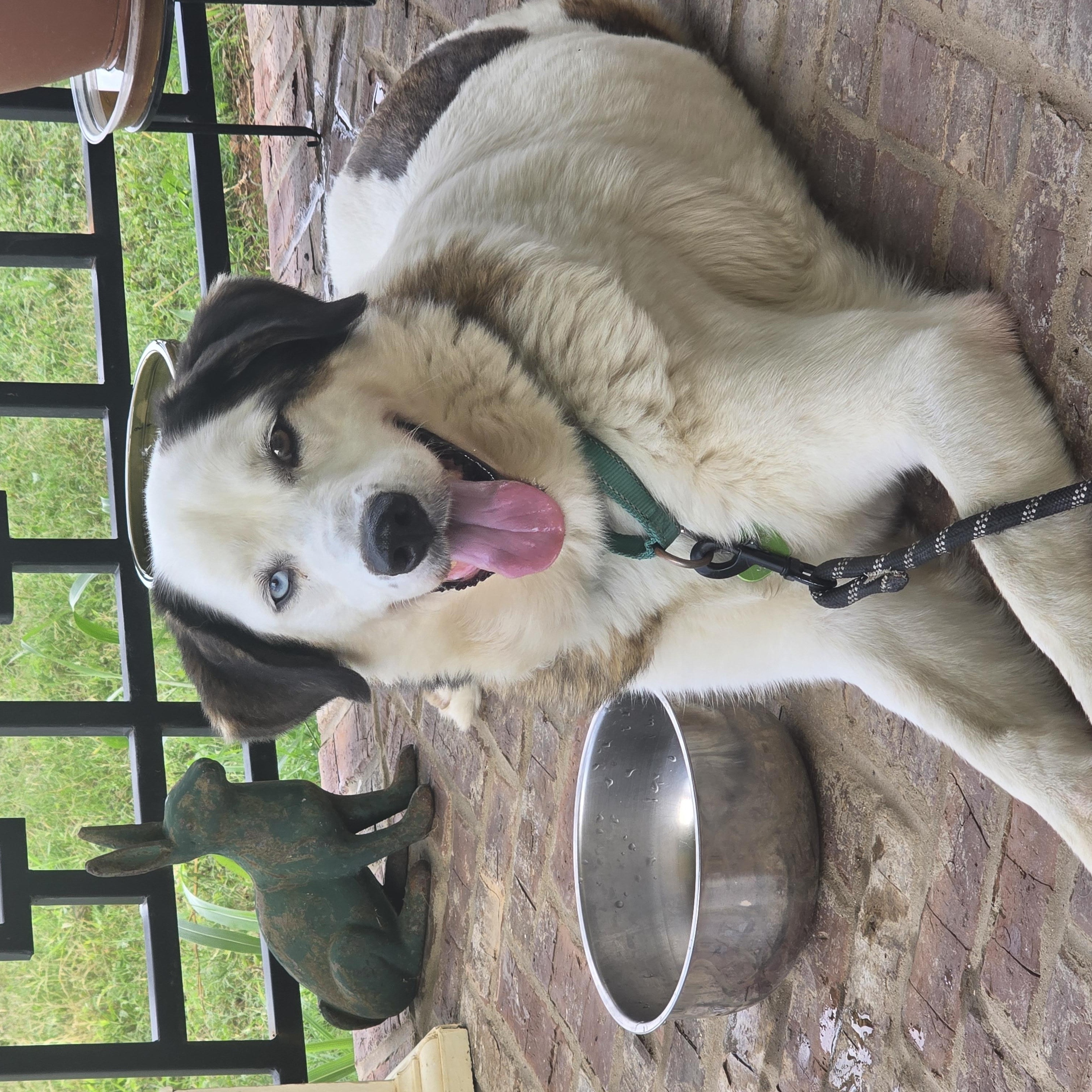 Bryant, a Adoptable mixed breed in Marshall, MI image 2/3