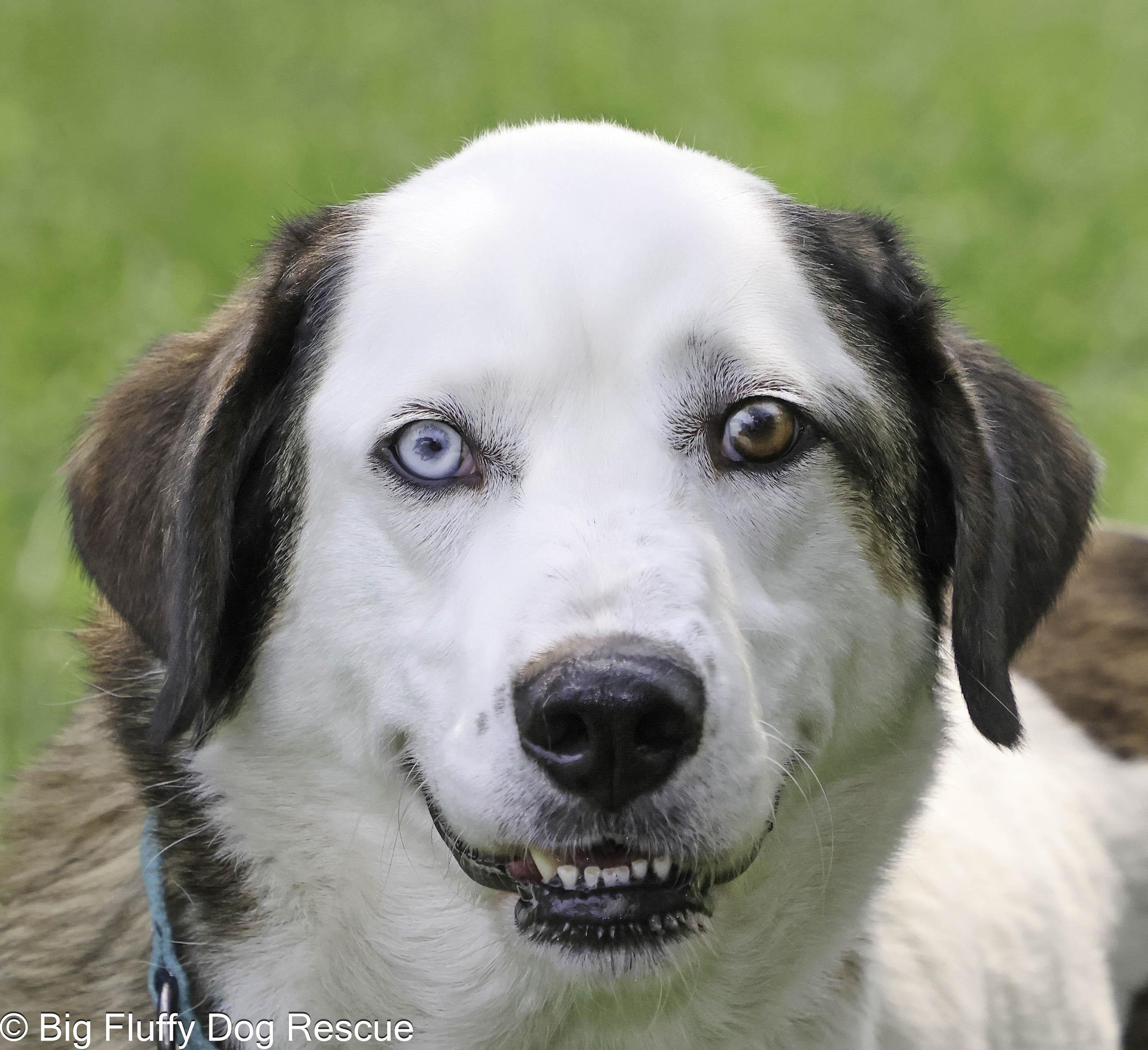 Bryant, a Adoptable mixed breed in Marshall, MI image 3/3