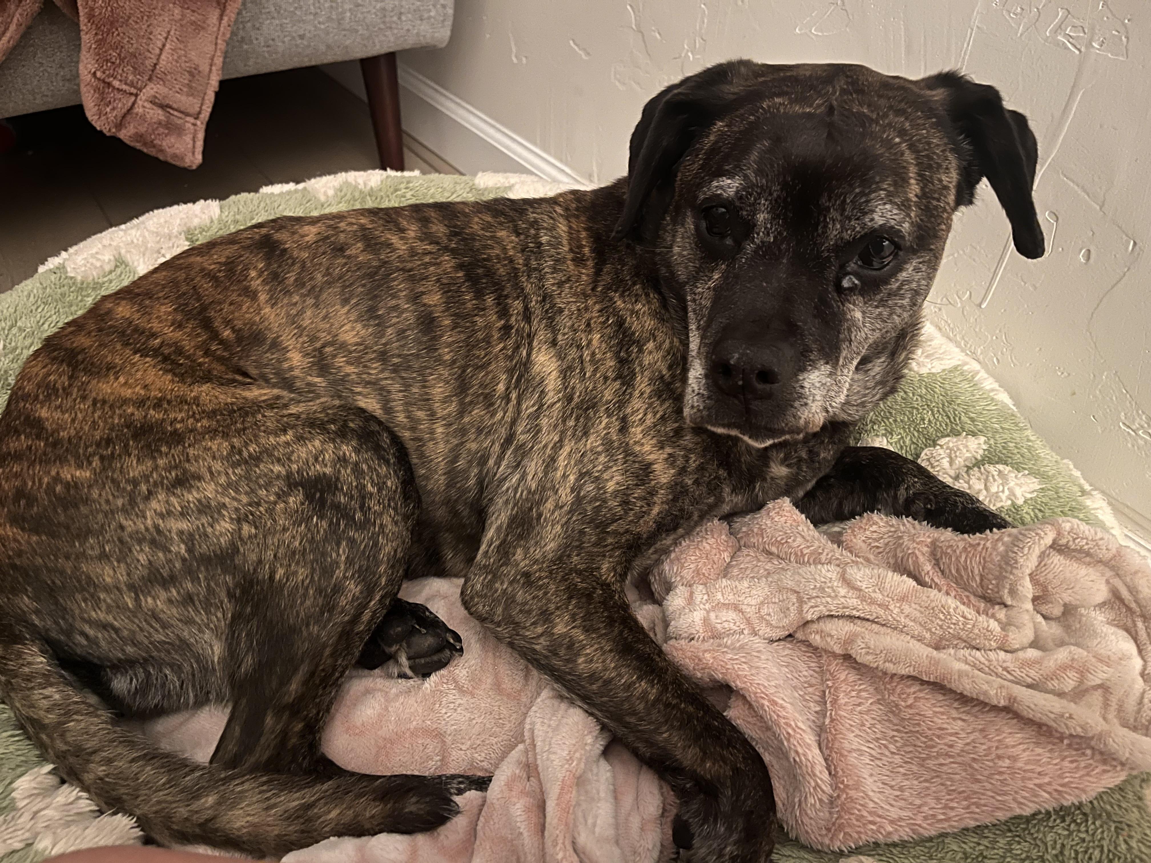 Leonora, a Adoptable mixed breed in San Diego, CA image 3/5