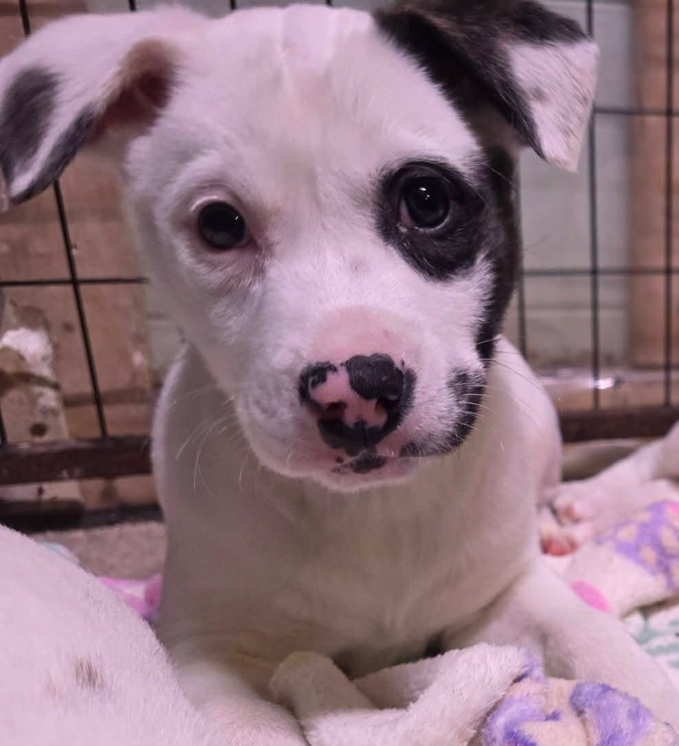 Enlarge Valkyrie, a ADOPTABLE mixed breed in Grand Rapids, MI image 1/2