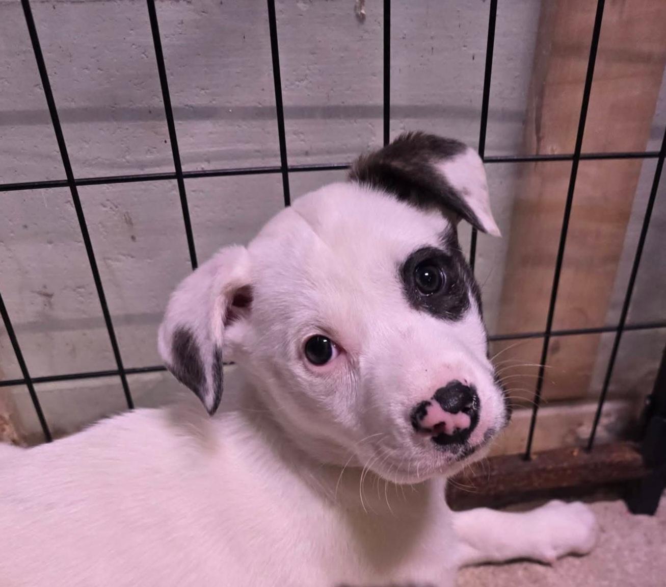 Enlarge Valkyrie, a ADOPTABLE mixed breed in Grand Rapids, MI image 2/2