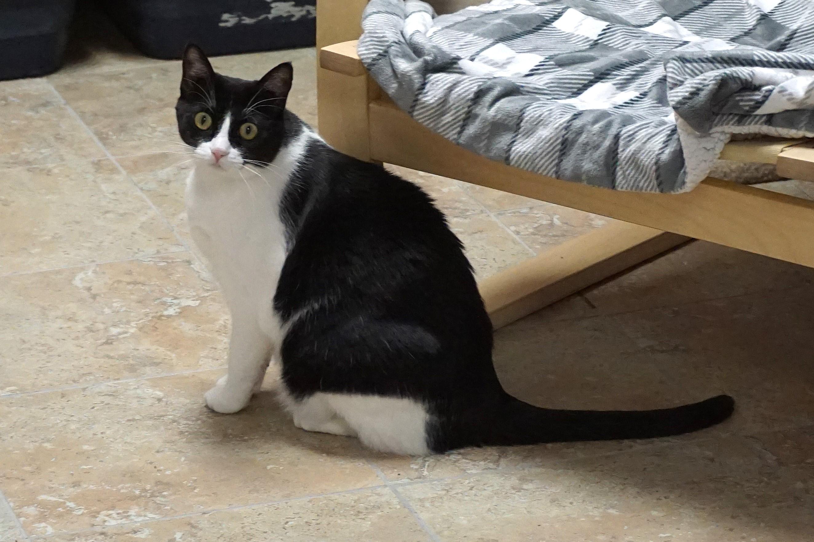 Wavy, an adoptable Domestic Medium Hair in Fountain Hills, AZ, 85268 | Photo Image 2