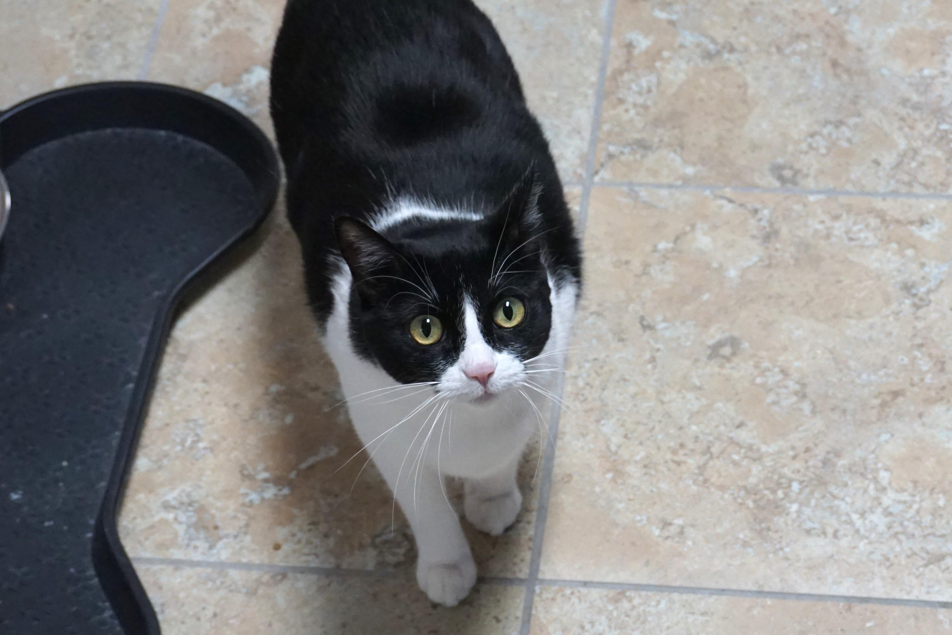 Wavy, an adoptable Domestic Medium Hair in Fountain Hills, AZ, 85268 | Photo Image 1