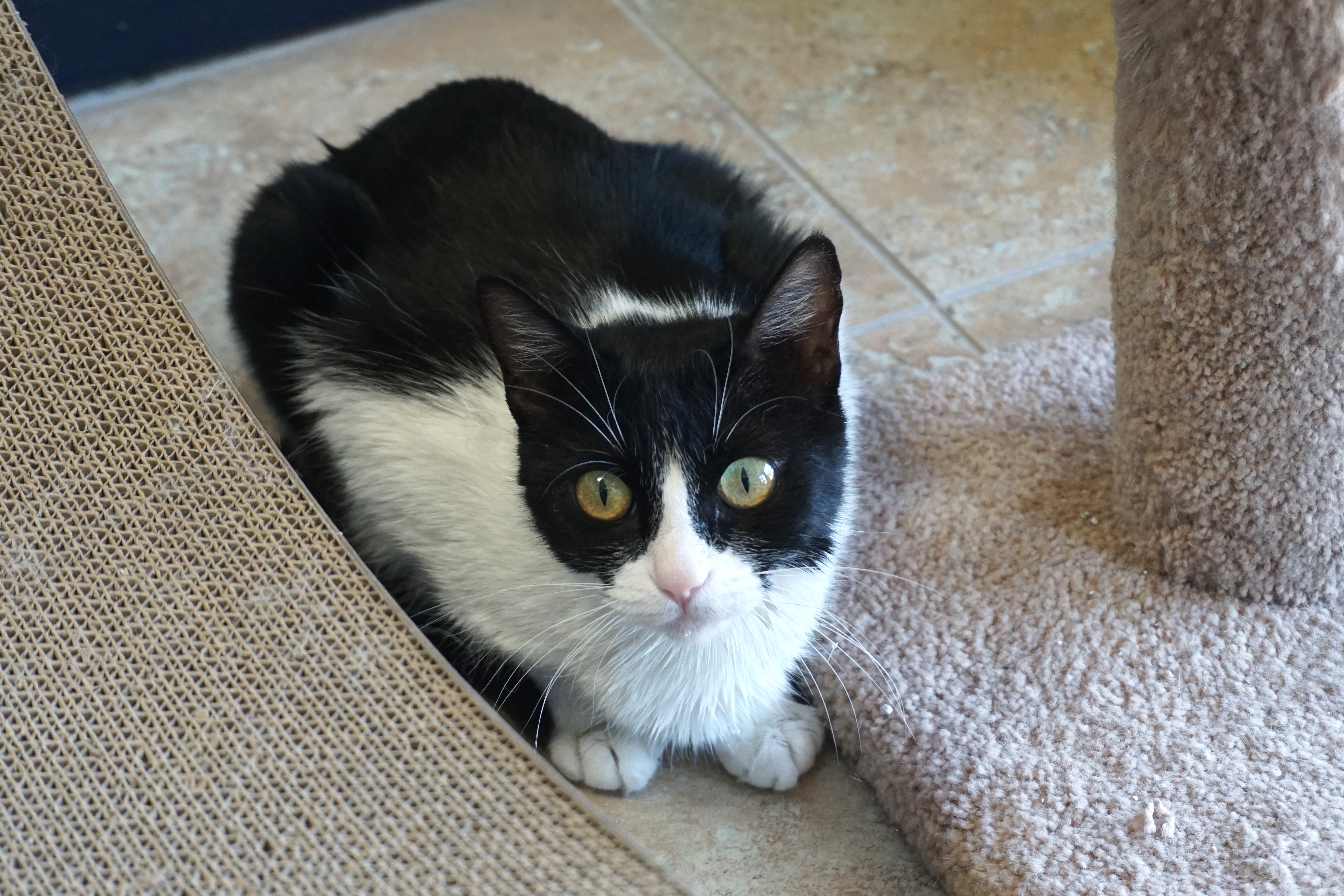 Wavy, an adoptable Domestic Medium Hair in Fountain Hills, AZ, 85268 | Photo Image 3