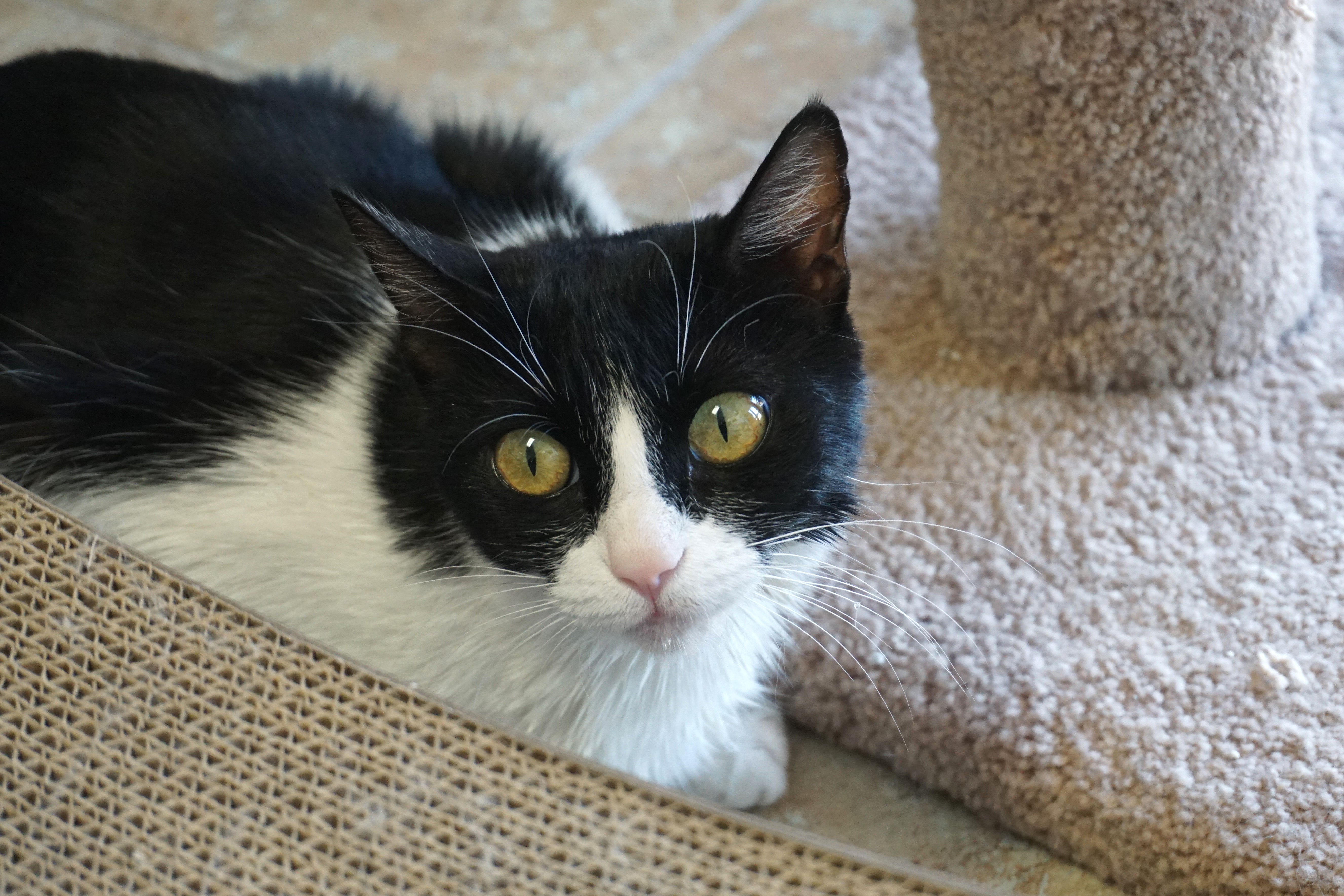 Wavy, an adoptable Domestic Medium Hair in Fountain Hills, AZ, 85268 | Photo Image 4