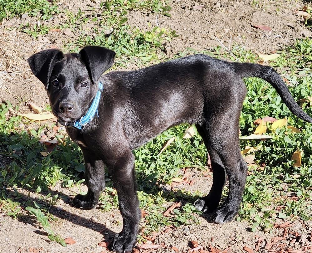 Derek, Adoptable, Puppy Male Labrador Retriever & Collie.