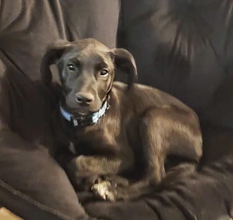 Derek, a Adoptable mixed breed in Boulder, CO image 2/6