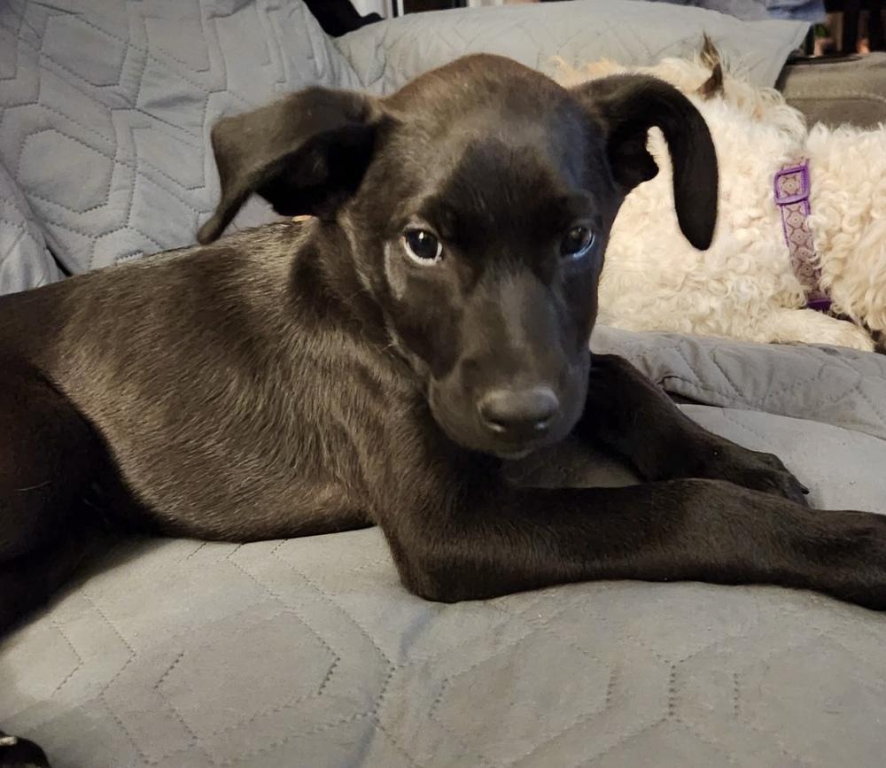 Derek, a Adoptable mixed breed in Boulder, CO image 3/6