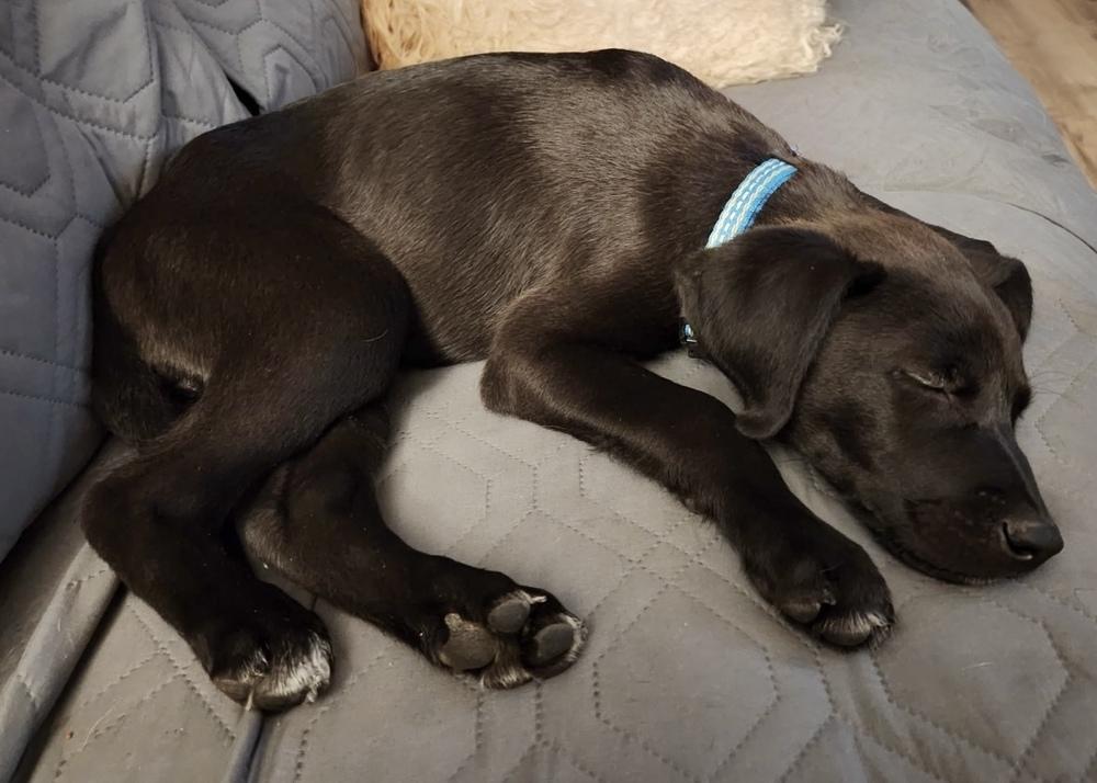 Derek, a Adoptable mixed breed in Boulder, CO image 4/6