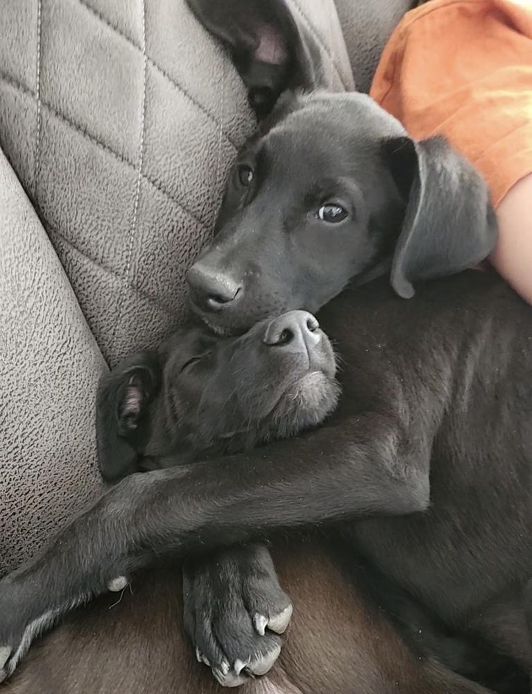 Derek, a Adoptable mixed breed in Boulder, CO image 5/6