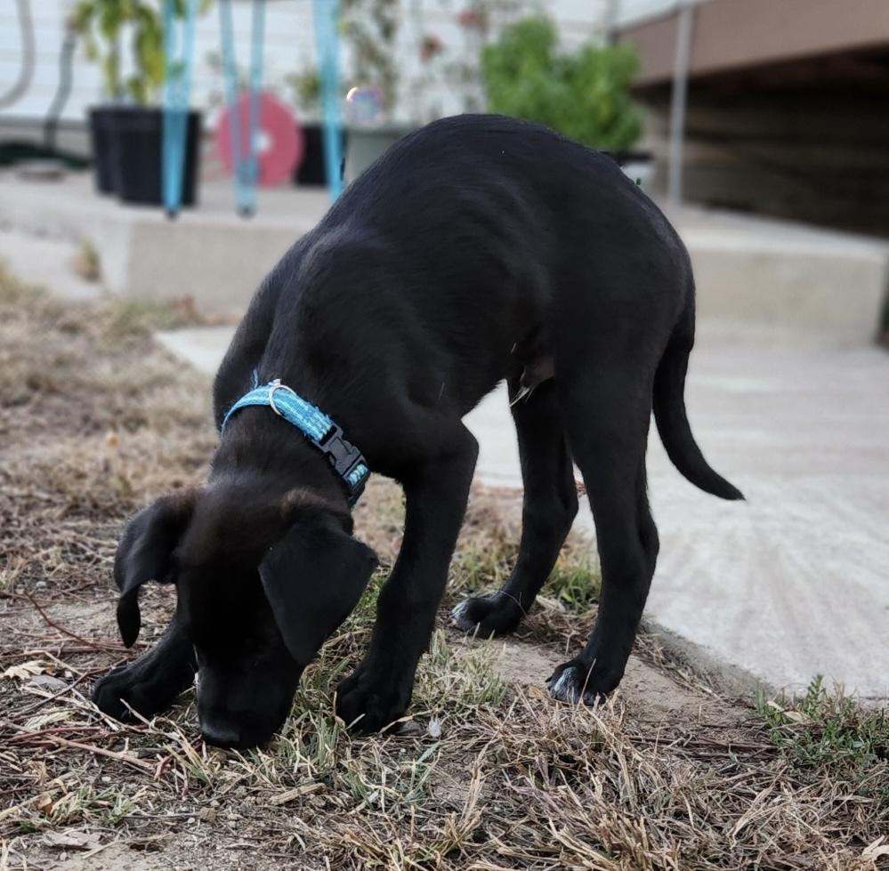 Derek, a Adoptable mixed breed in Boulder, CO image 6/6