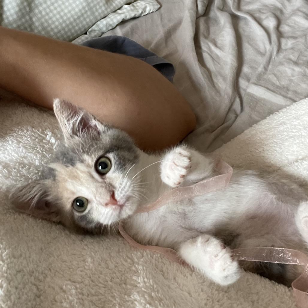 Baby Squirrel, Adoptable, Kitten Female Domestic Short Hair.