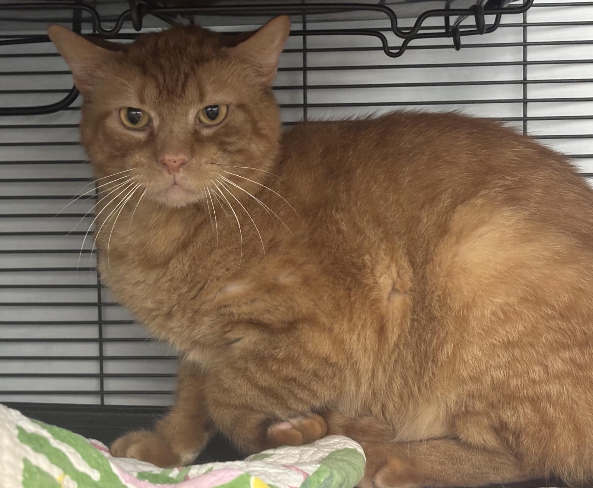 Enlarge Cosmo , a Adoptable Domestic Short Hair in DeWitt, NY image 1/2