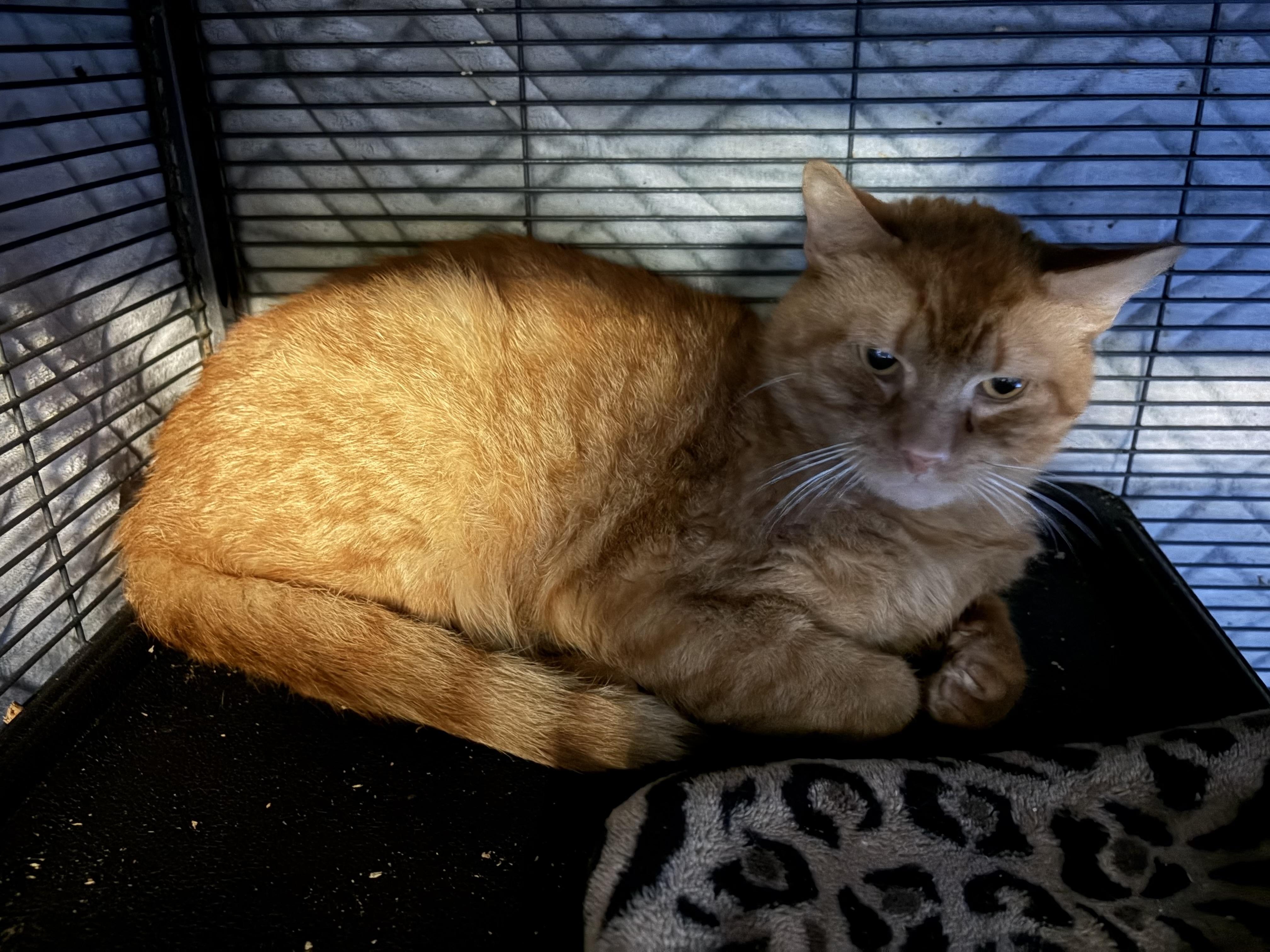 Enlarge Cosmo , a Adoptable Domestic Short Hair in DeWitt, NY image 2/2