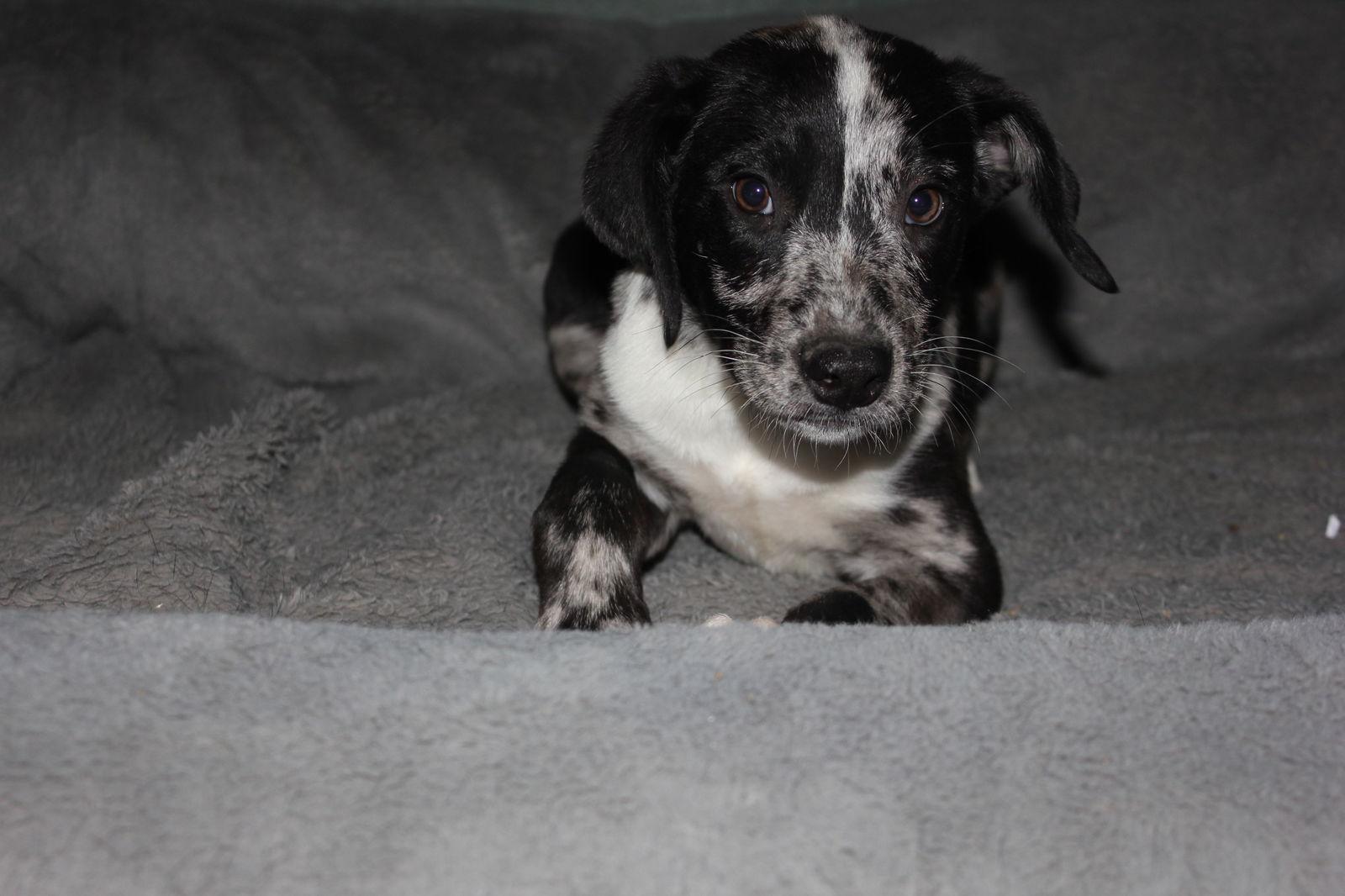 Shelby, Adopted, Young Female Australian Shepherd.