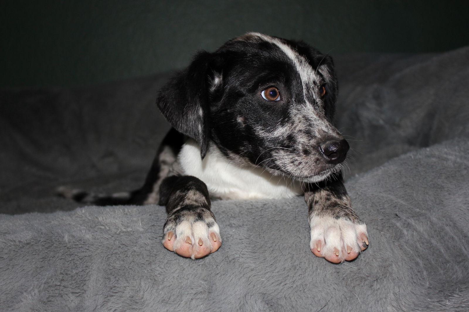 Enlarge Shelby, a Adopted Australian Shepherd in PHOENIX, AZ image 2/3