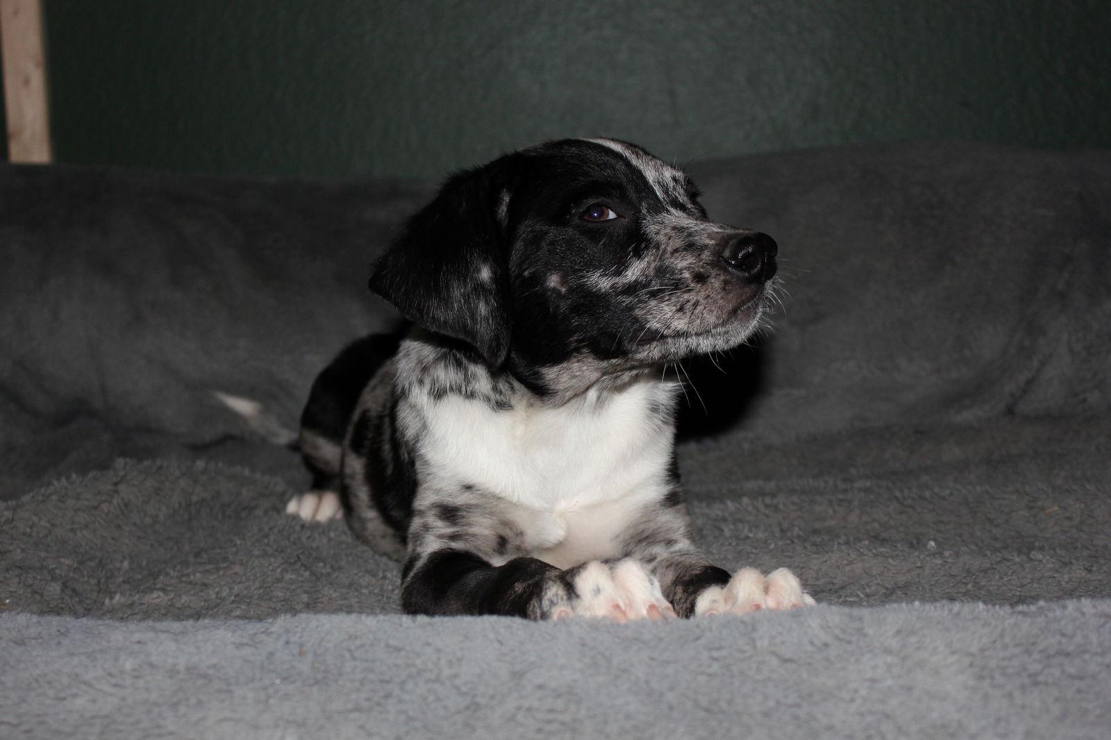 Enlarge Shelby, a Adopted Australian Shepherd in PHOENIX, AZ image 3/3