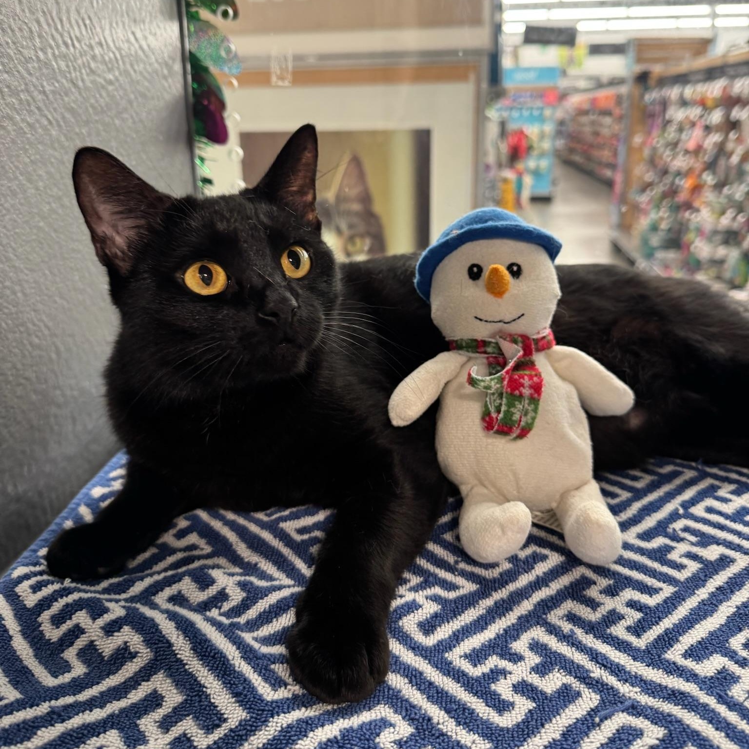 Enlarge Endora, a Adoptable Domestic Short Hair in Oldsmar, FL image 1/3