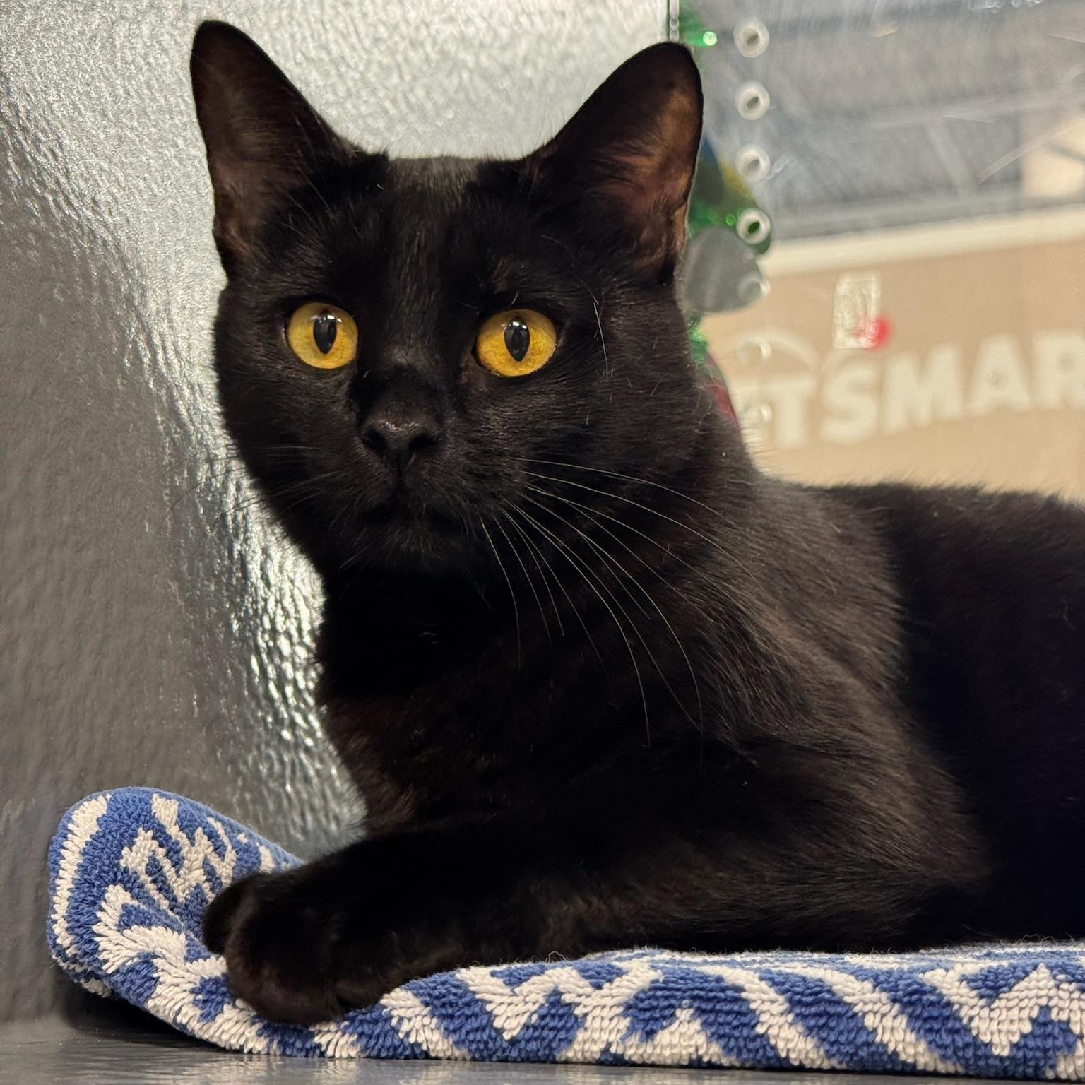 Enlarge Endora, a Adoptable Domestic Short Hair in Oldsmar, FL image 2/3