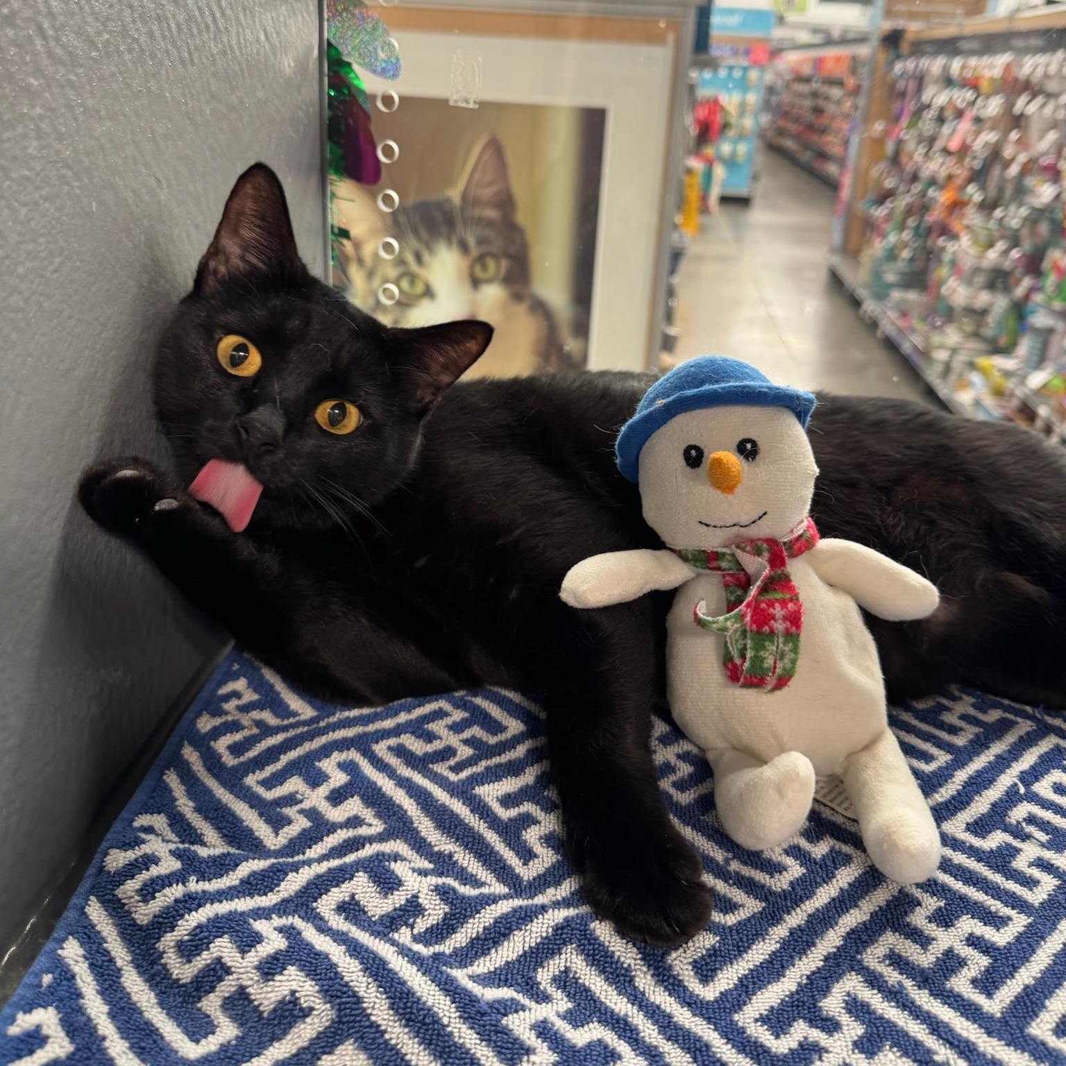 Enlarge Endora, a Adoptable Domestic Short Hair in Oldsmar, FL image 3/3