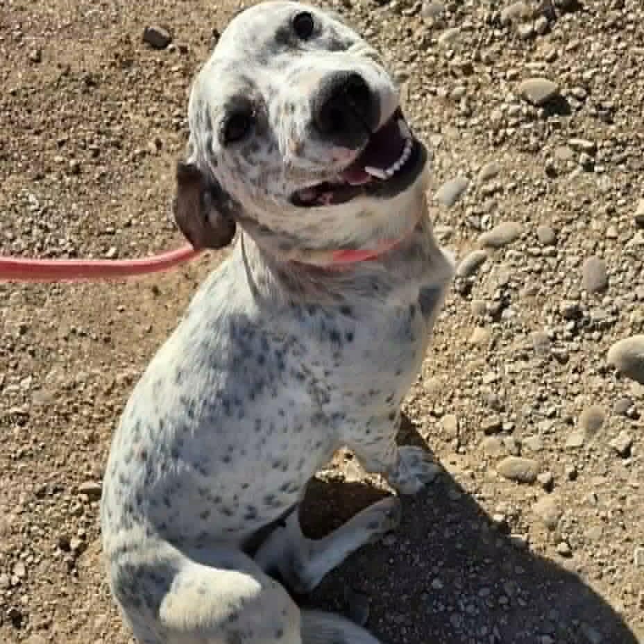 Freckles, a ADOPTABLE mixed breed in COEUR D ALENE, ID image 1/2