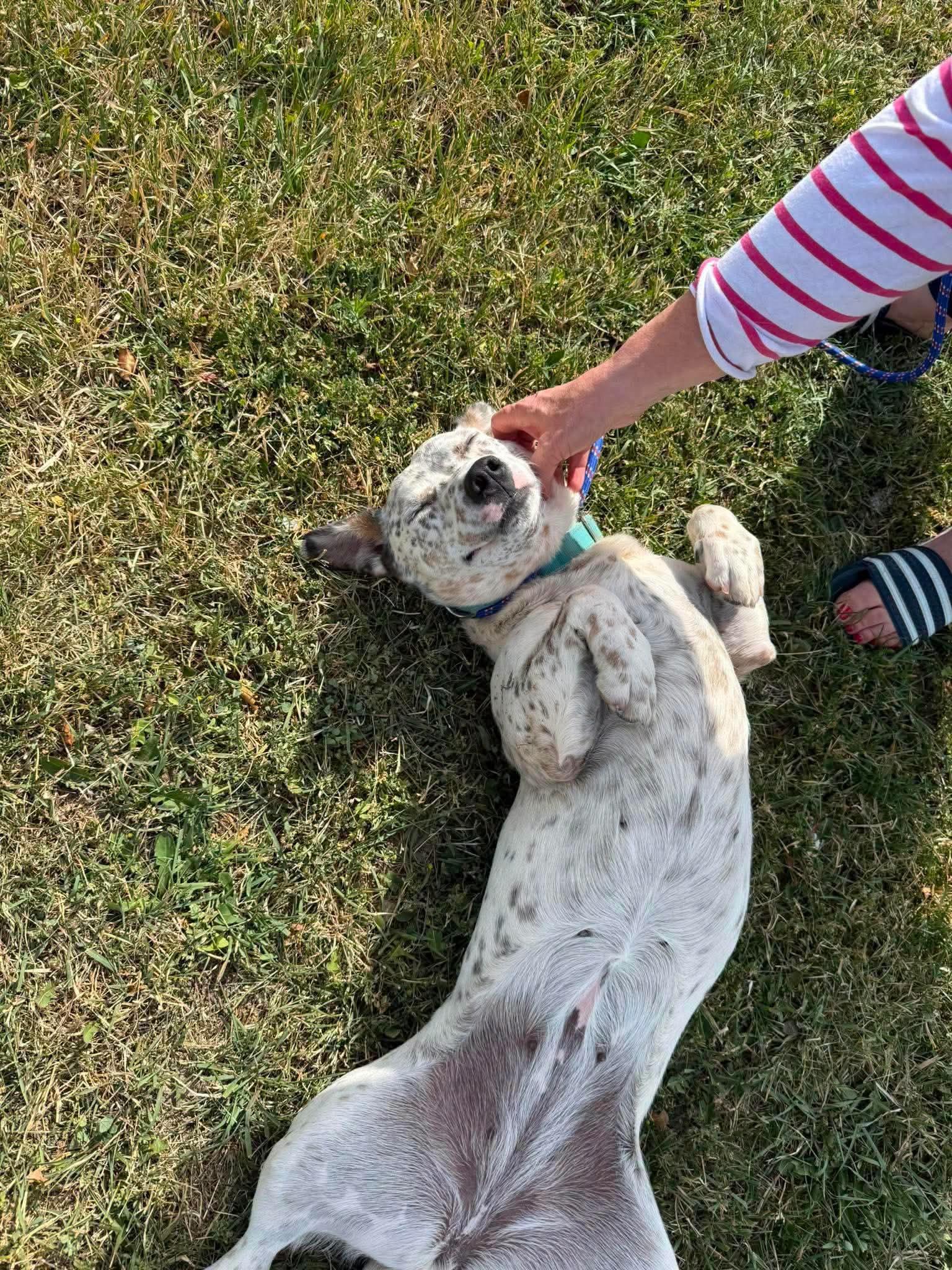 Freckles, a ADOPTABLE mixed breed in COEUR D ALENE, ID image 2/2