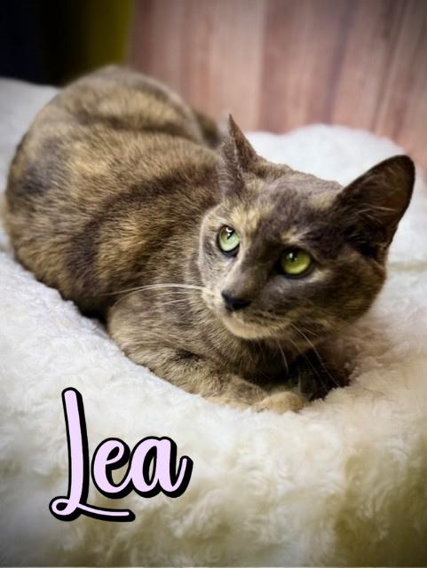 Lea, ADOPTABLE, Young Female Dilute Tortoiseshell.