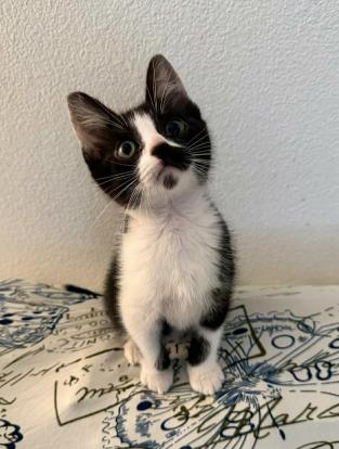 Enlarge Anthony, a ADOPTABLE mixed breed in Escondido, CA image 2/4