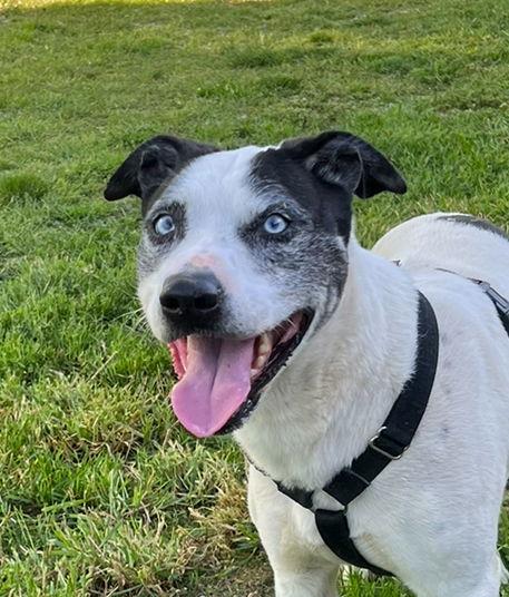 Lokie*, Adoptable, Adult Male Husky.