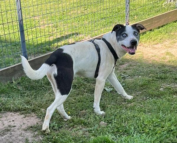 Lokie*, Adoptable, Adult Male Husky.