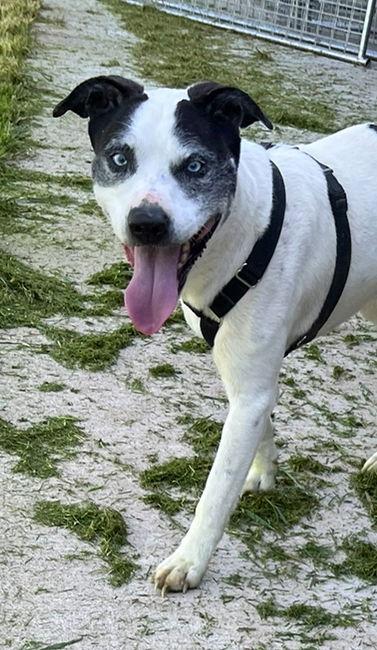 Lokie*, a Adoptable Husky in Columbia, TN image 3/6