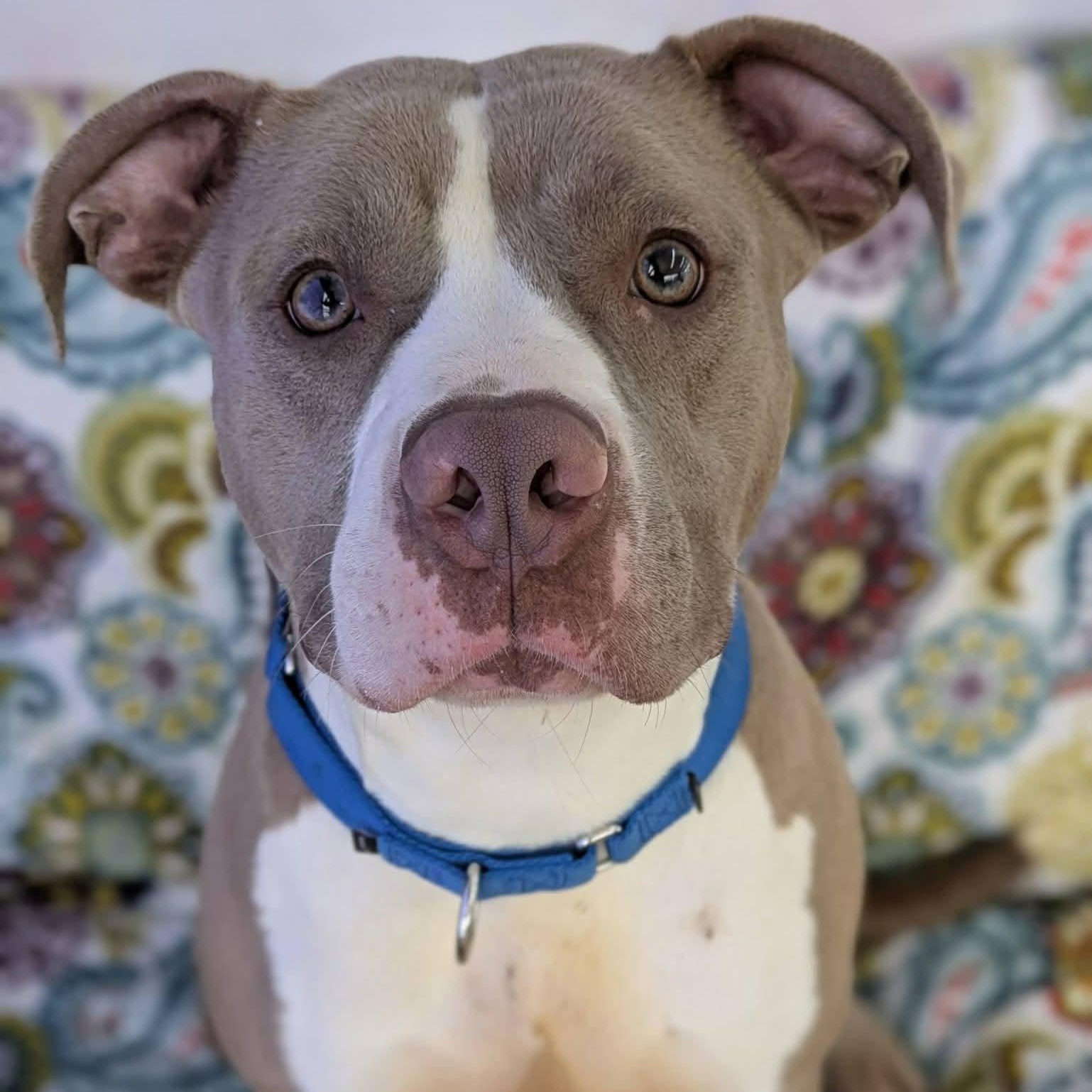 Enlarge Tiny, a ADOPTABLE Terrier in North Syracuse, NY image 1/3