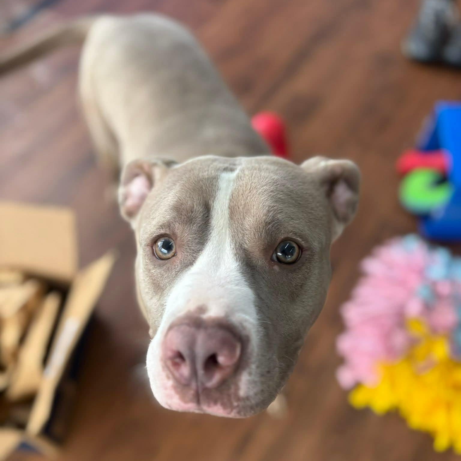 Enlarge Tiny, a ADOPTABLE Terrier in North Syracuse, NY image 3/3