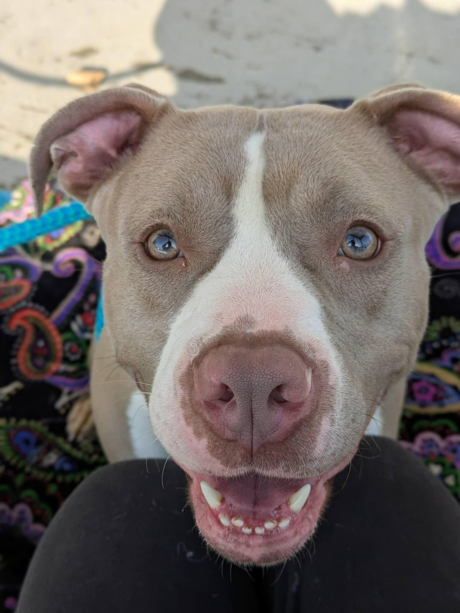 Enlarge Tiny, a ADOPTABLE Terrier in North Syracuse, NY image 2/3