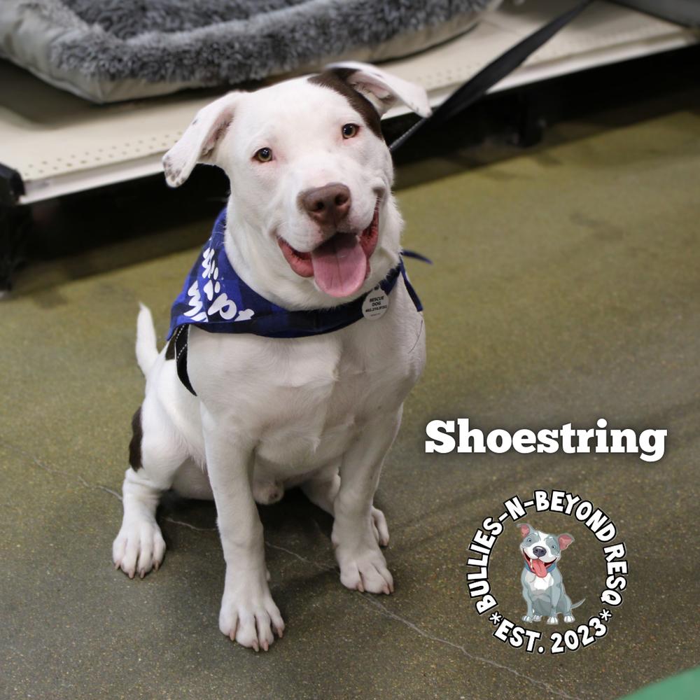 The Potato Litter:  Shoestring, Adoptable, Young Male Staffordshire Bull Terrier & Australian Cattle Dog / Blue Heeler.