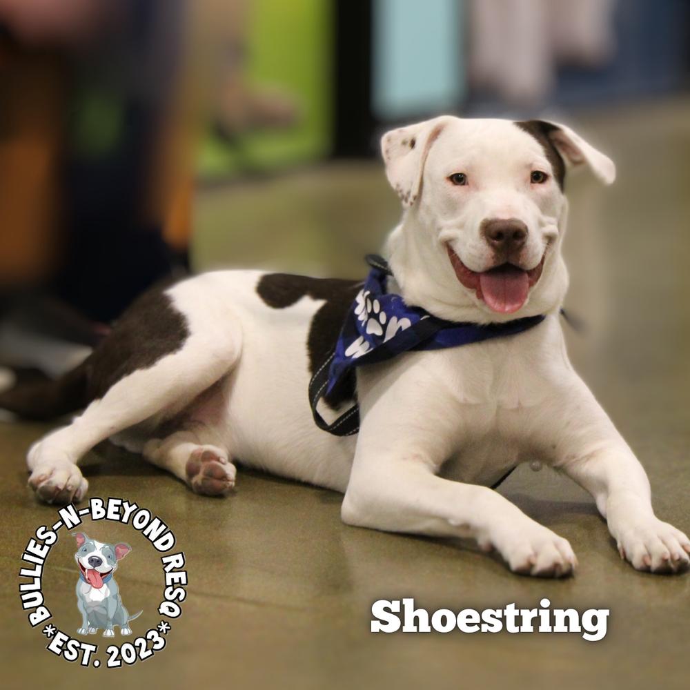 Enlarge The Potato Litter:  Shoestring, a Adoptable mixed breed in Omaha, NE image 2/6