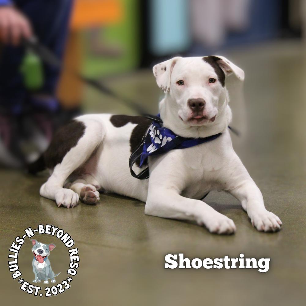 The Potato Litter:  Shoestring, Adoptable, Young Male Staffordshire Bull Terrier & Australian Cattle Dog / Blue Heeler.