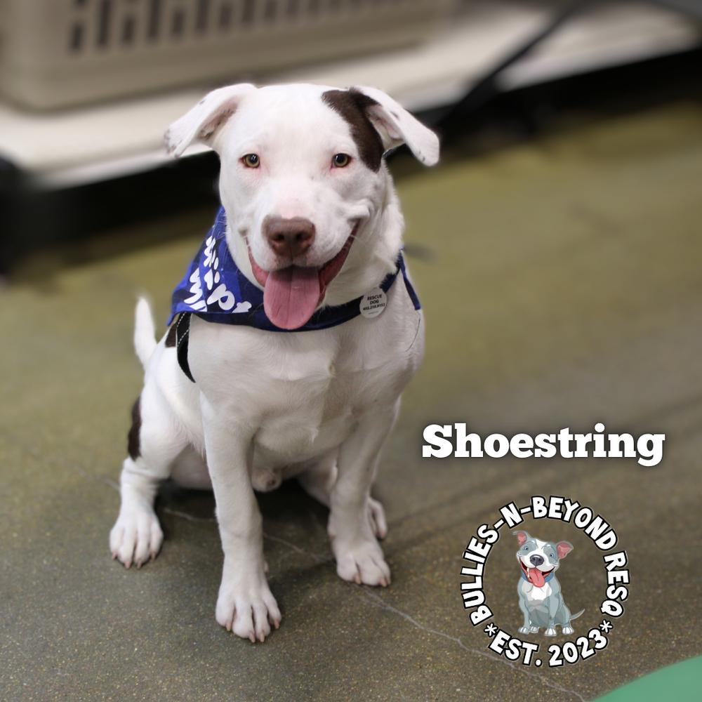 Enlarge The Potato Litter:  Shoestring, a Adoptable mixed breed in Omaha, NE image 4/6