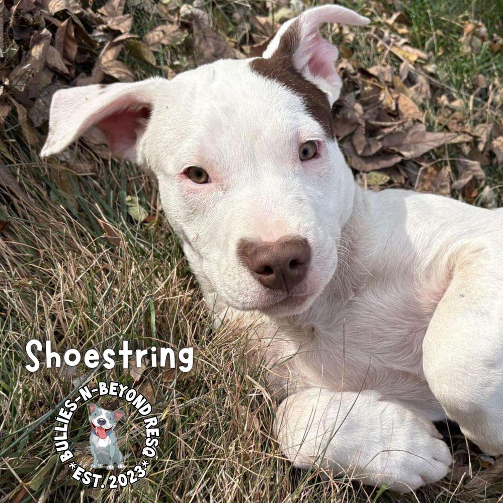 Enlarge The Potato Litter:  Shoestring, a Adoptable mixed breed in Omaha, NE image 5/6