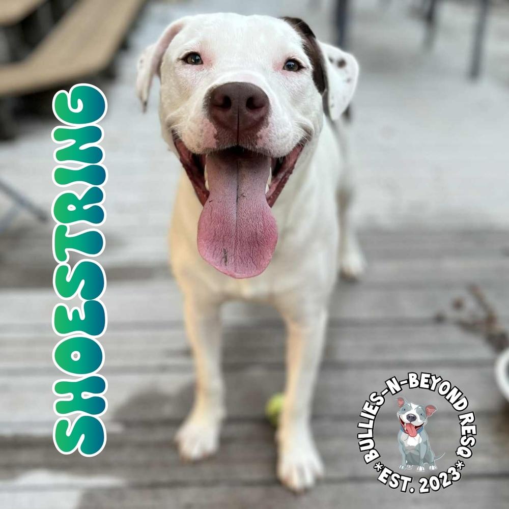 Enlarge The Potato Litter:  Shoestring, a Adoptable mixed breed in Omaha, NE image 6/6