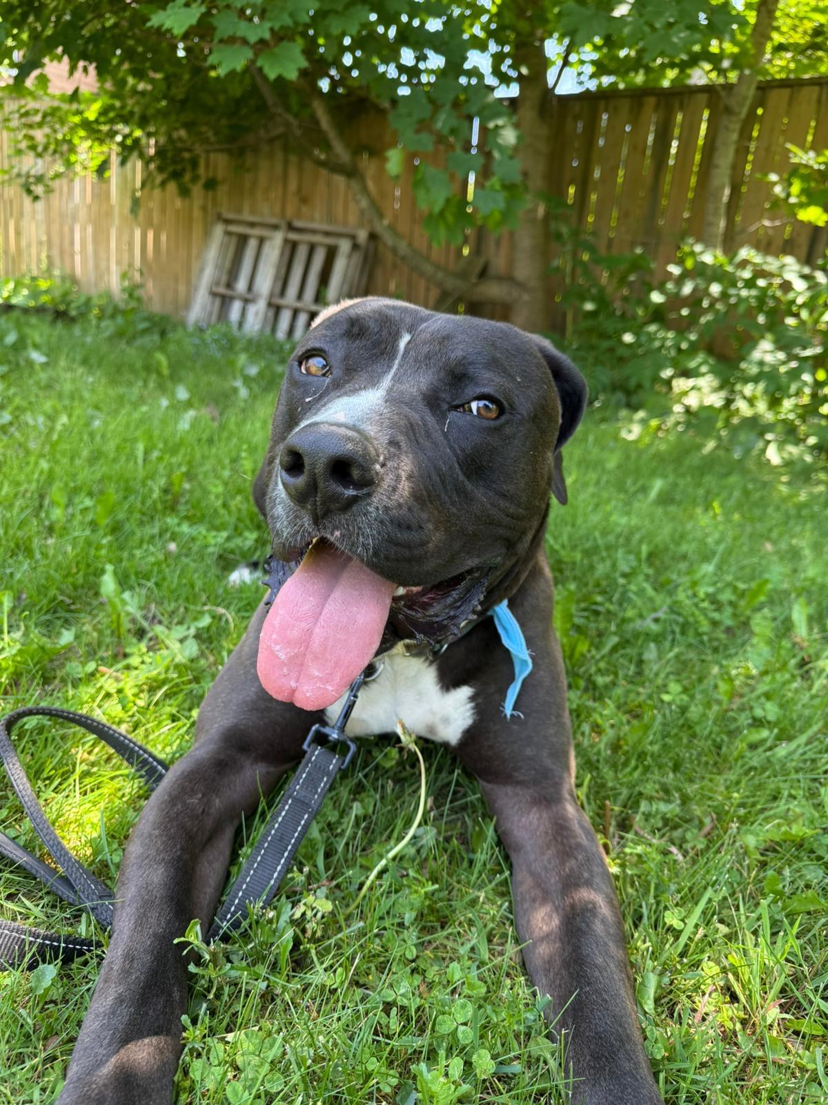 Ollie, Adult Male unknown