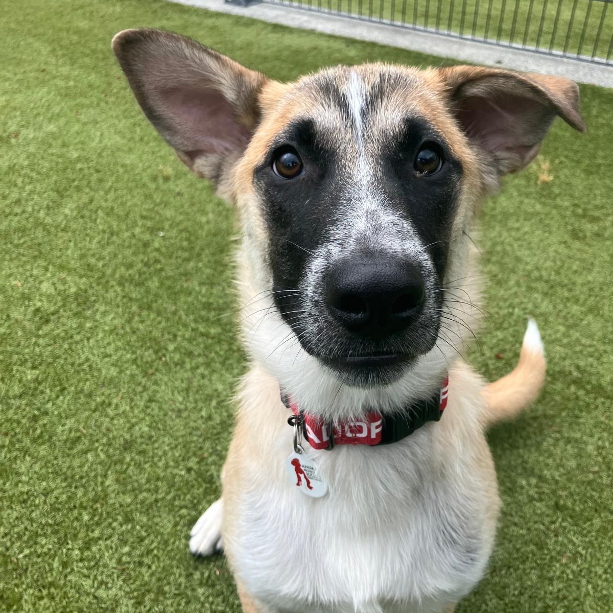 Enlarge Ajax, a Adoptable Anatolian Shepherd in Friday Harbor, WA image 4/6
