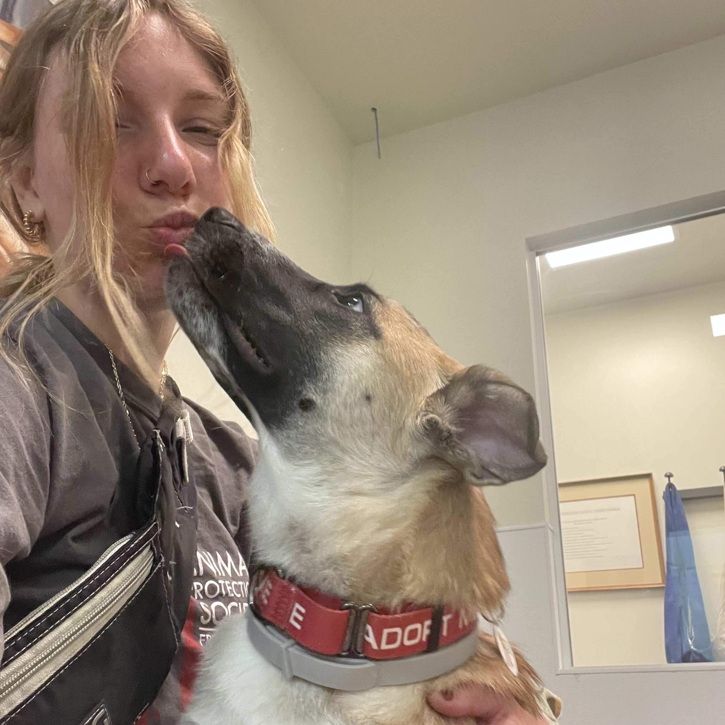 Enlarge Ajax, a Adoptable Anatolian Shepherd in Friday Harbor, WA image 5/6