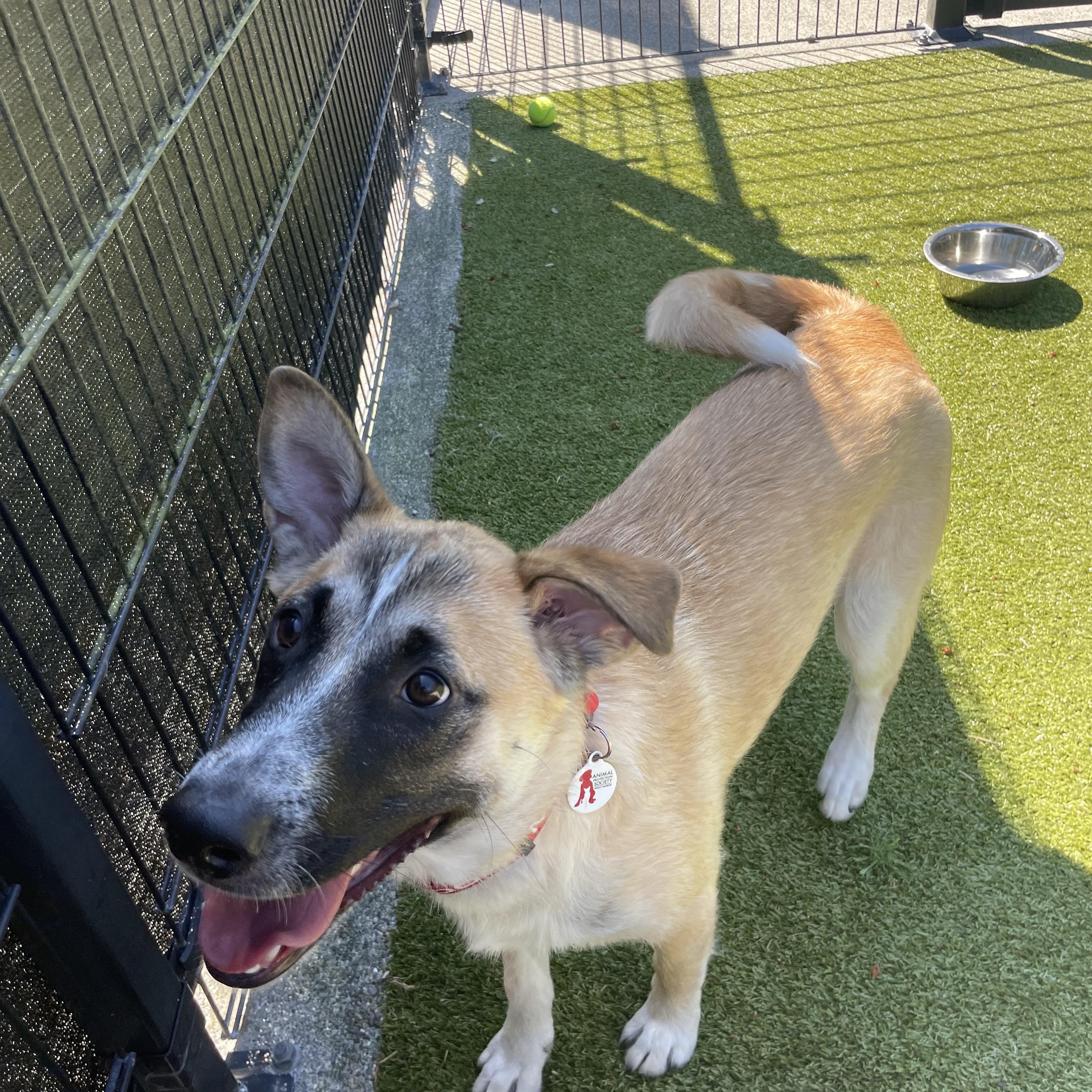 Enlarge Ajax, a Adoptable Anatolian Shepherd in Friday Harbor, WA image 2/6