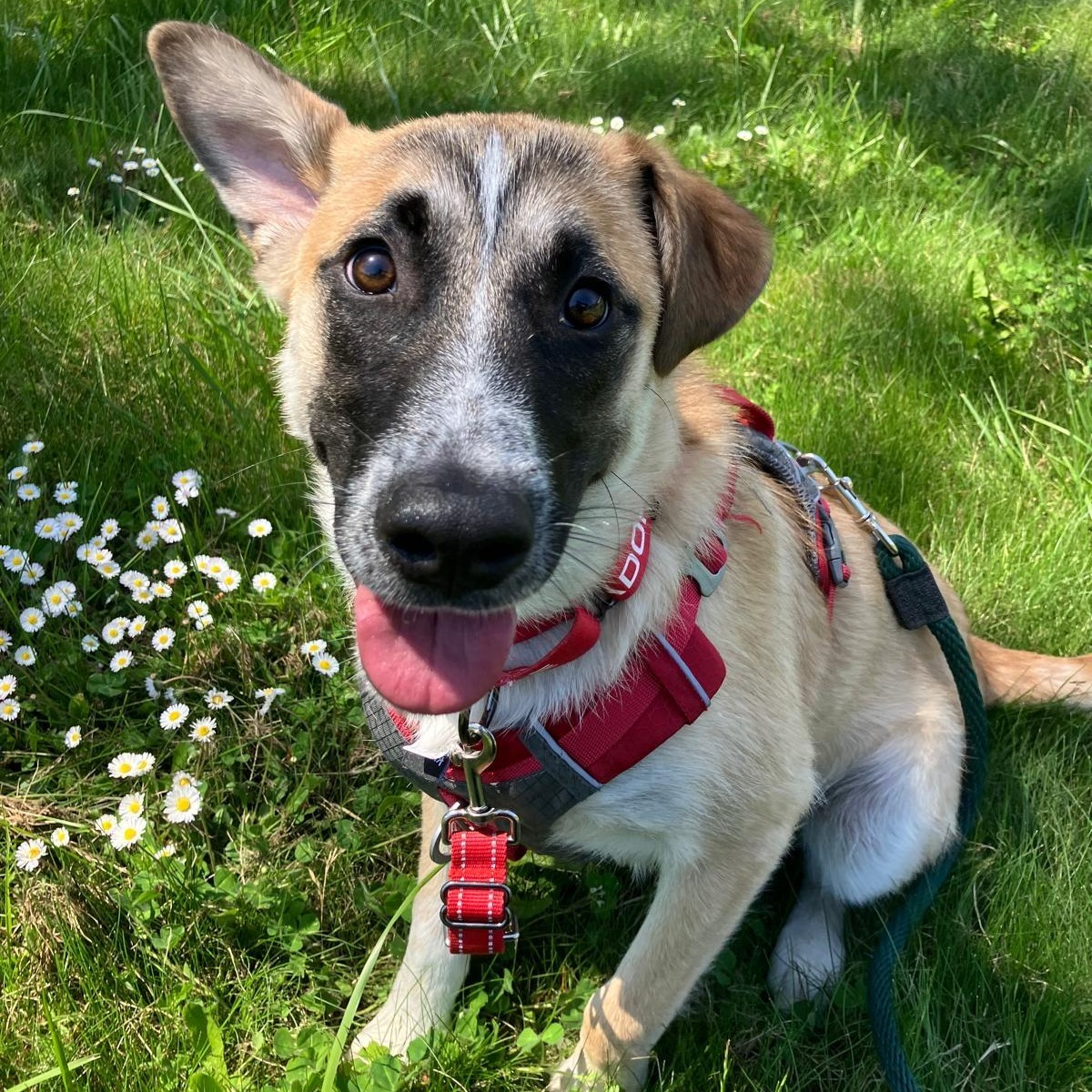 Ajax, Adoptable, Young Male Anatolian Shepherd.