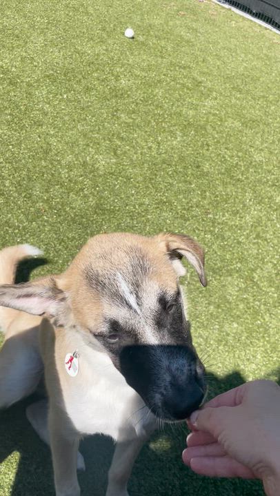 Enlarge Ajax, a Adoptable Anatolian Shepherd in Friday Harbor, WA video 6/6