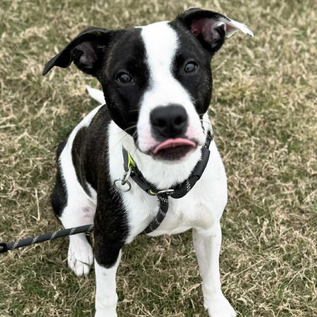 Fluffendor, Adoptable, Young Female Mixed Breed.